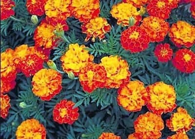 100ct of Mixed Marigold Seeds, Sparky Mix, French Marigolds, Non-Gmo Heirloom Seeds