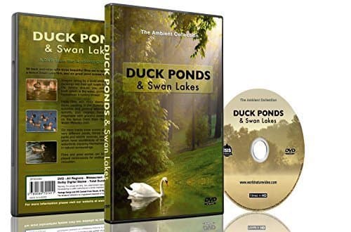 Relaxation DVD - Duck Ponds & Swan Lakes with Bird and Nature Sounds