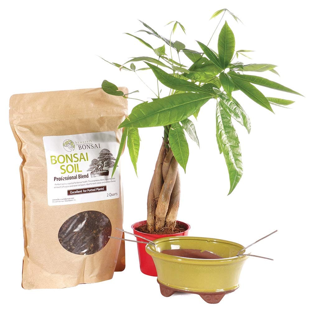Brussel's Bonsai Live Money Indoor Bonsai Tree PIY Bundle - 4 Years Old 10" to 14" Tall with Soil & Decorative Container Small,