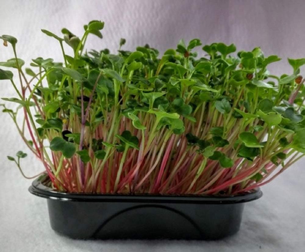 Micro Green Radish RED Coral 400 Gram