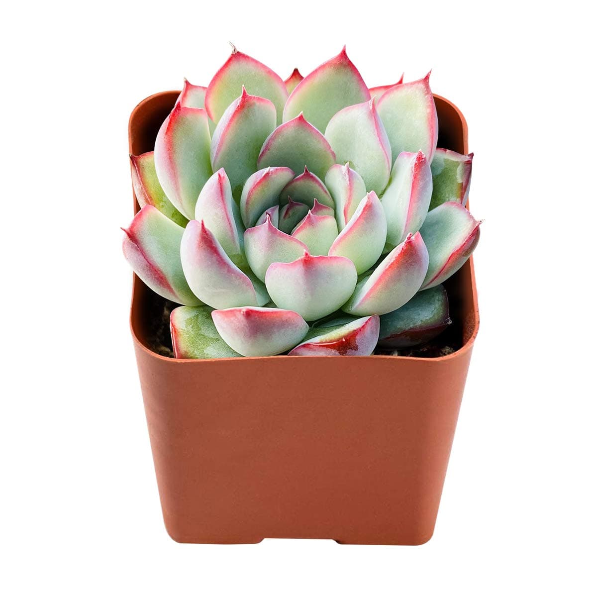 Succulent Plants Echeveria Pulidonis, Fully Rooted in 2 inches Planter Pot, Easiest Houseplant Best for Home Indoor Outdoor Décor by The Next Gardener