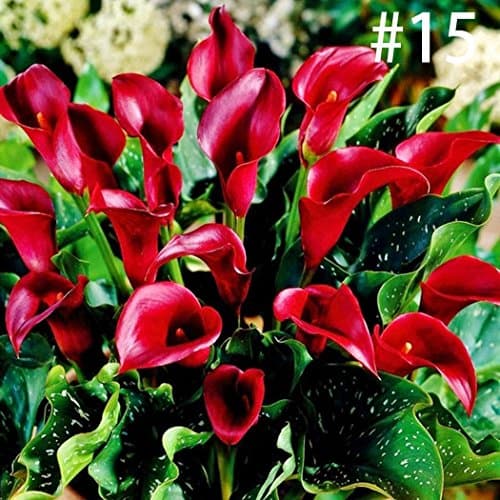MelysUS 100pcs Calla Lily Seeds Rare Flower Seeds Bonsai Potted Plant Perennial Flowers