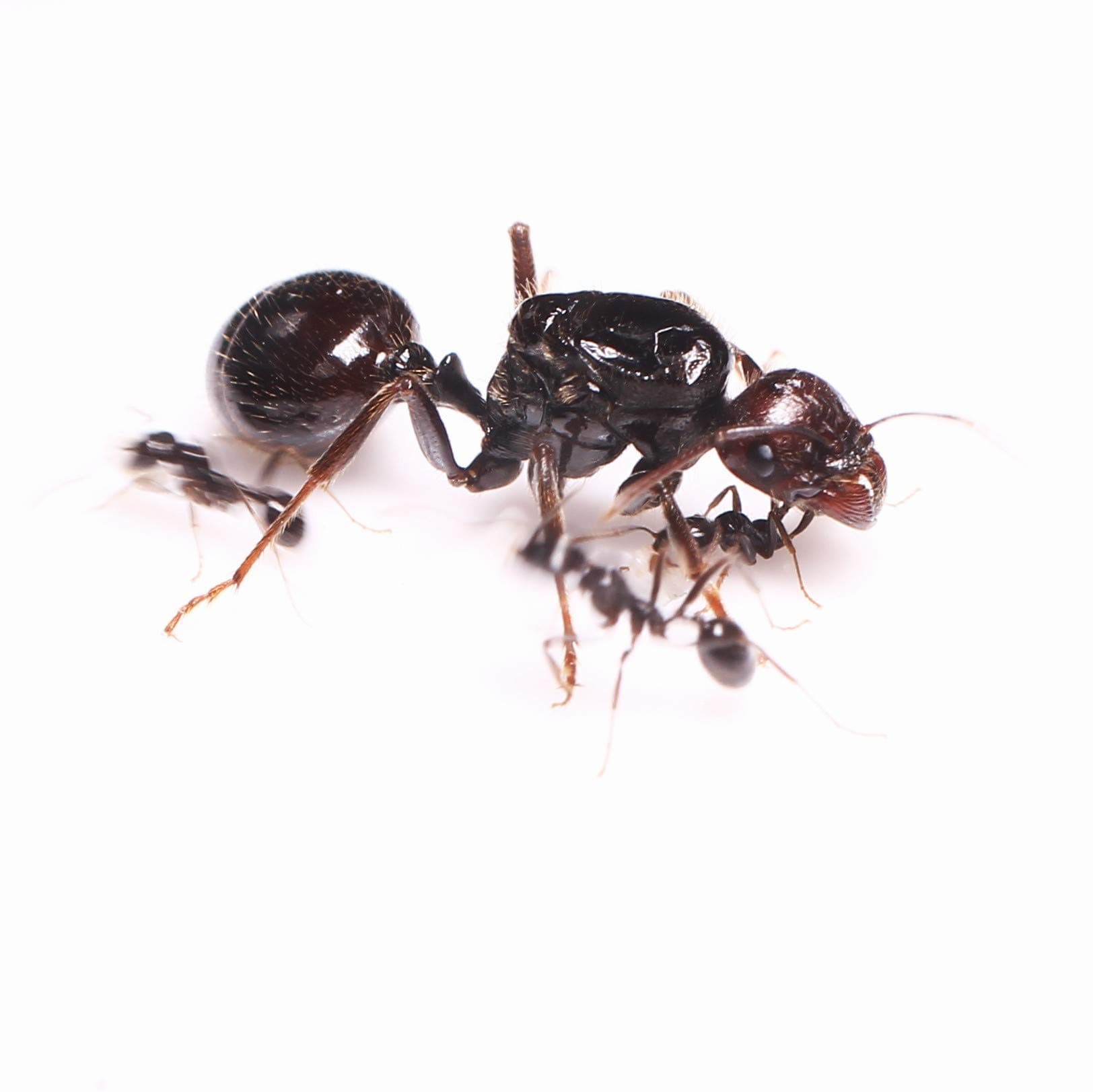 AntKit Messor barbarus Live Specimen Queen Ant Colony with Workers