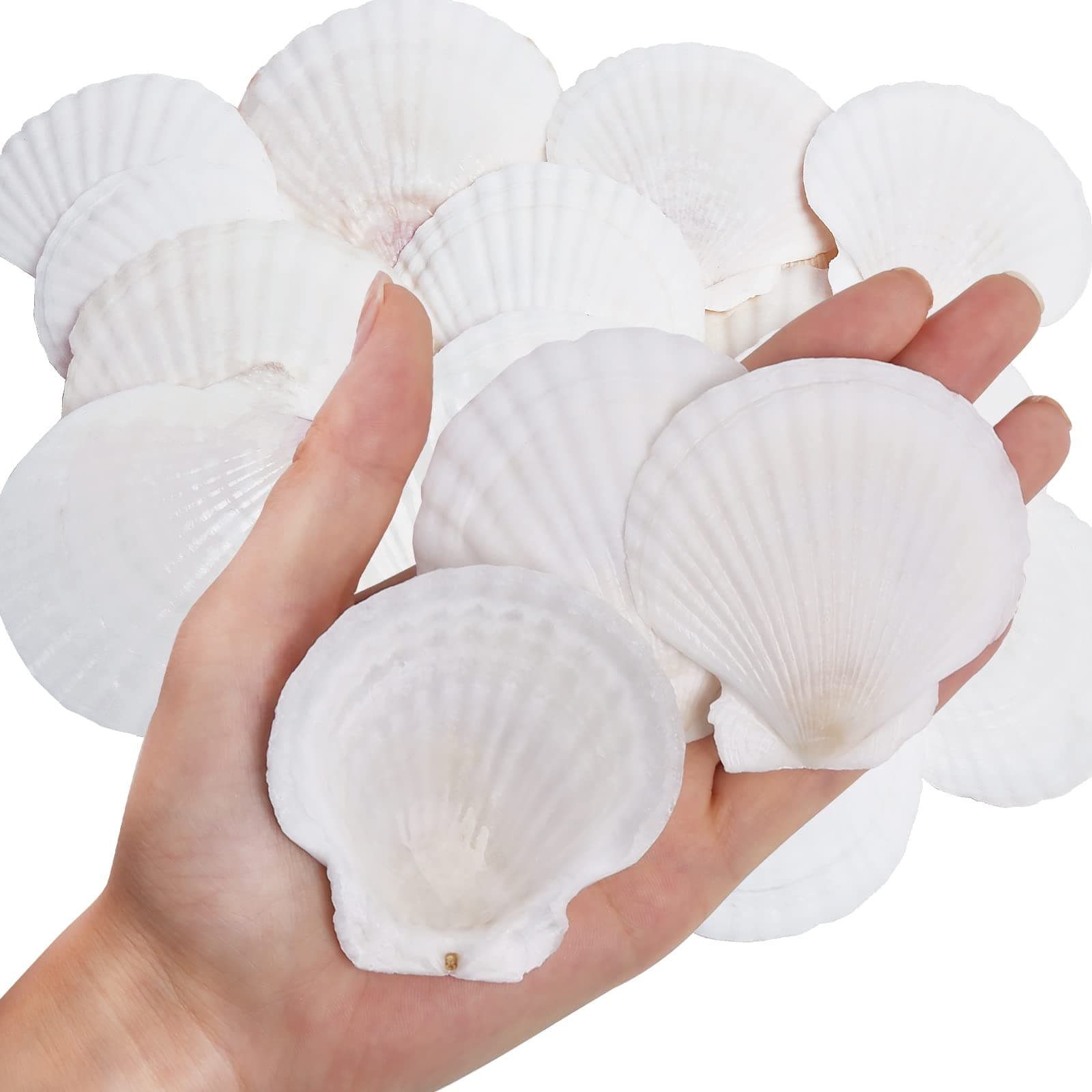 WeDoSoy 30PCS Natural Scallop Shells White Sea Shells for Decorating from Sea Beach Real Seashells for DIY Craft Painting Ocean Themed Party Wedding 2''-3''