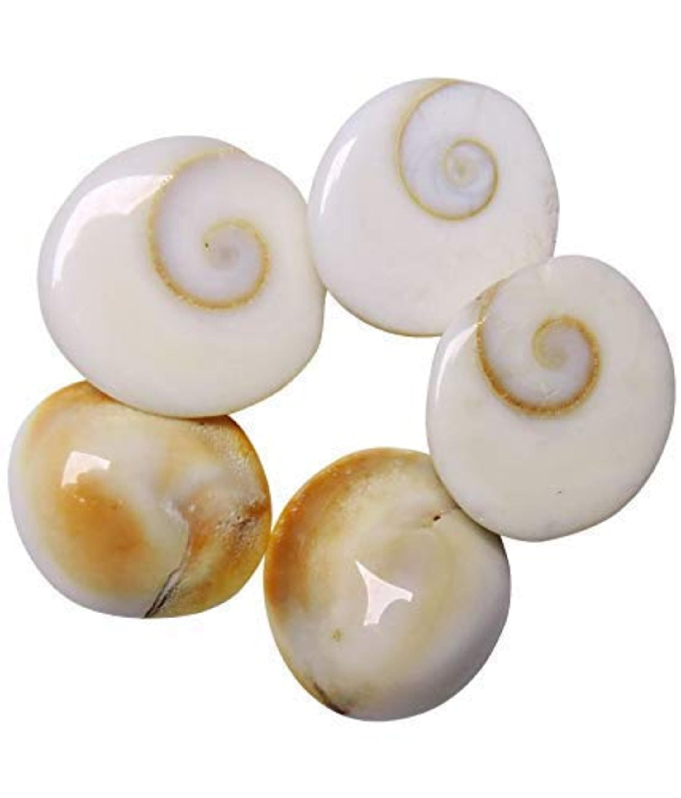 Sea Shell Natural Gomati/Gomti Chakra Original for Puja (White) 11 Pieces.