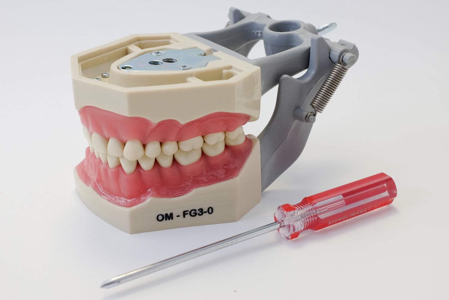ARTMED Model Anatomy Typodont Dental Type Frasaco Removable Ivoine Teeth Model FG3 Original