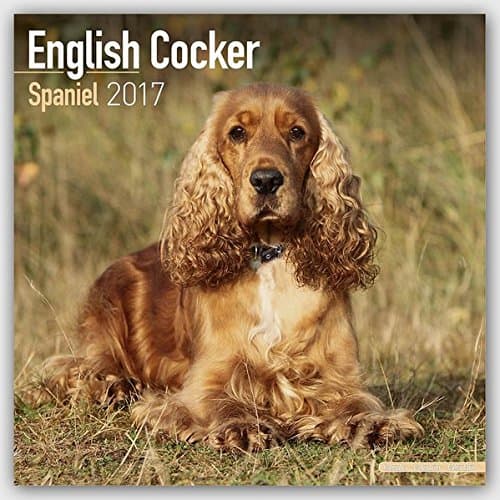 Cocker Spaniel Calendar 2017 - English Cocker Spaniel - Dog Breed Calendars - 2016 - 2017 wall calendars - 16 Month by Avonside
