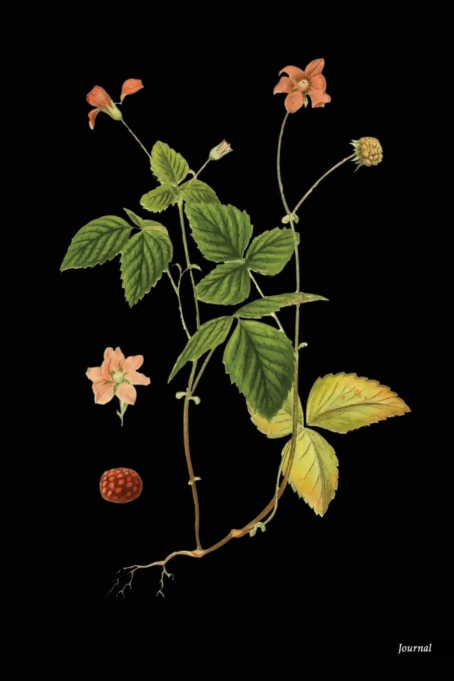 Journal: Botanical Nature Art Print (8), 6" x 9" - Journal (Sketchbook, Notebook) (Journals)-(Unruled Blank Journal) Paperback – July 3, 2018