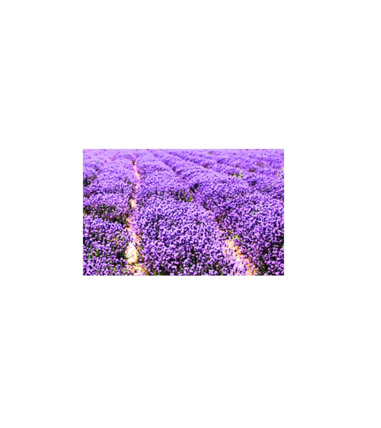 Dried Lavender flowers Crafts Soap Pillows Wedding Confetti Pot Pouri - 200g