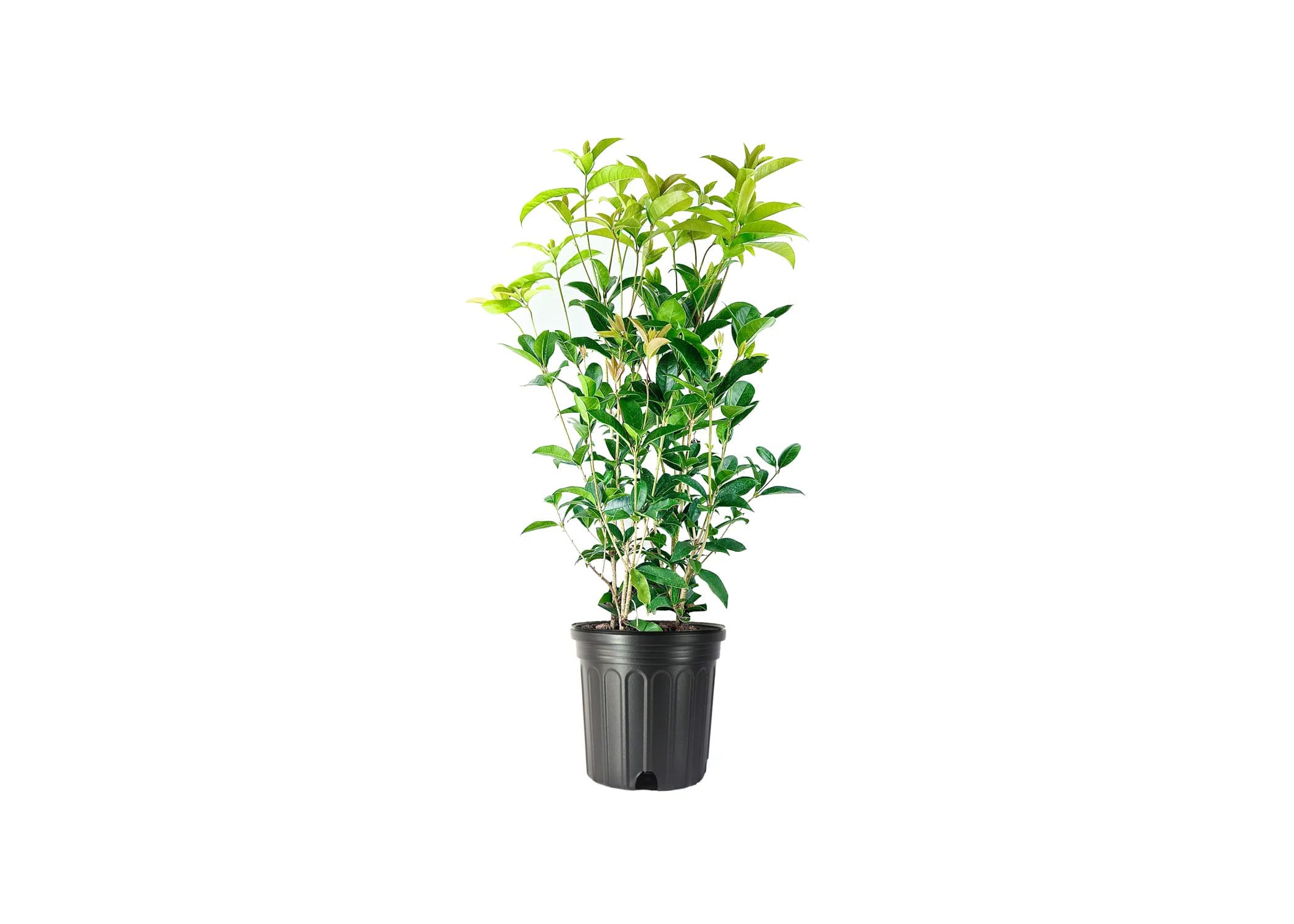 Fragrant Tea Olive Shrub | 1 Extra Large 3 Gallon Plant | Osmanthus Fragrans Blooming Specimen