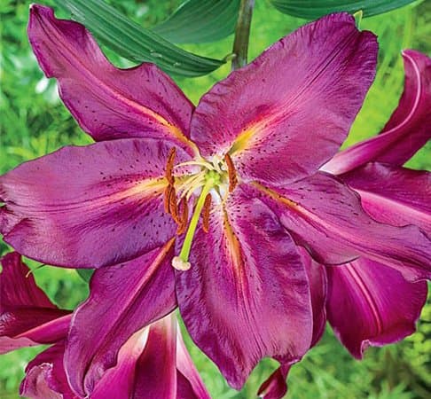 (2) Lillum Gran Tourismo, Purple/Red Flowers, Fresh Flowering Sized Bulbs, Nice addition to your Garden, Unique Color
