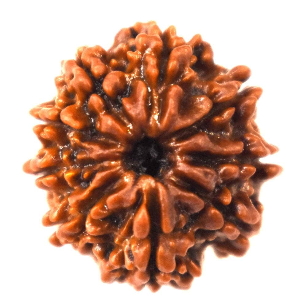 9 Face (Mukhi) Rudraksha (Origin: Nepal)