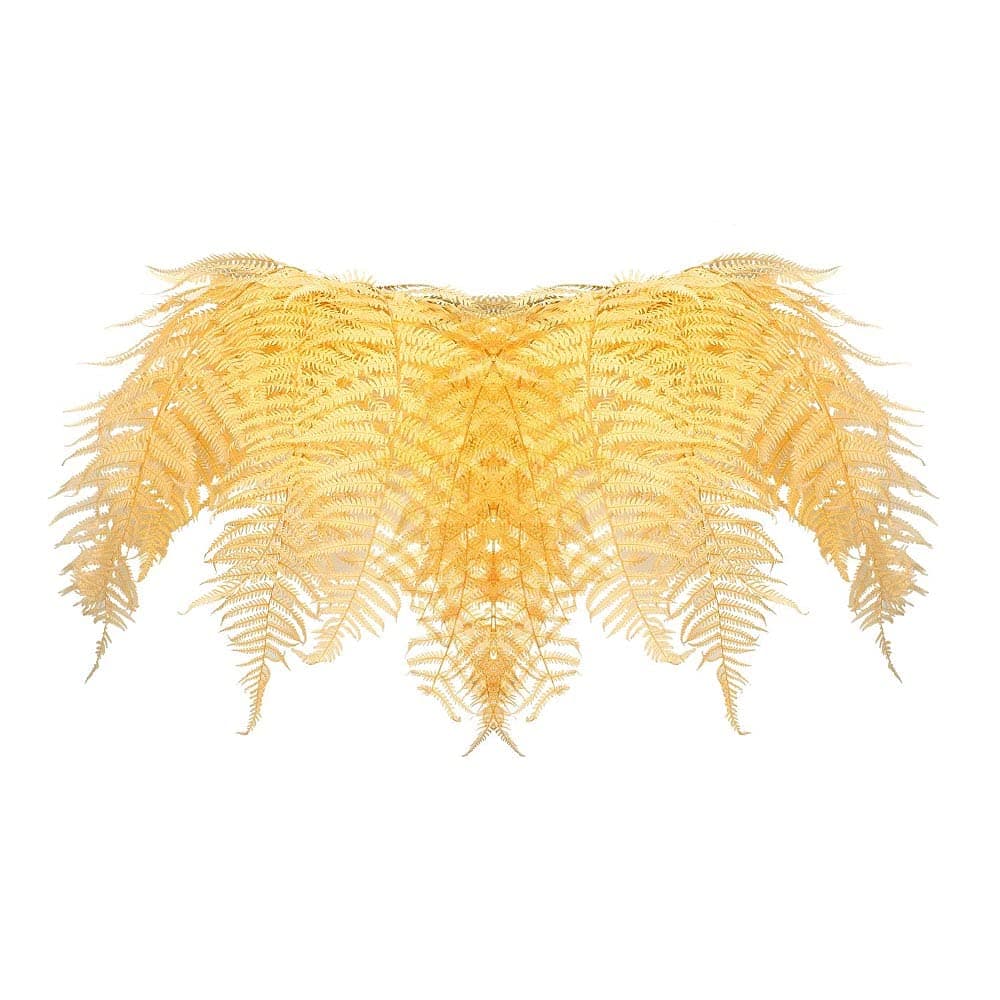 YATAI Pack of 20 Natural Boston Fern Leaf Dried Flowers Holiday Ornaments Dried Flowers For Decoration - Dried Flowers Bouquet Arrangement – Natural Plants Leaves - Dry Flowers For Vase (Champagne)