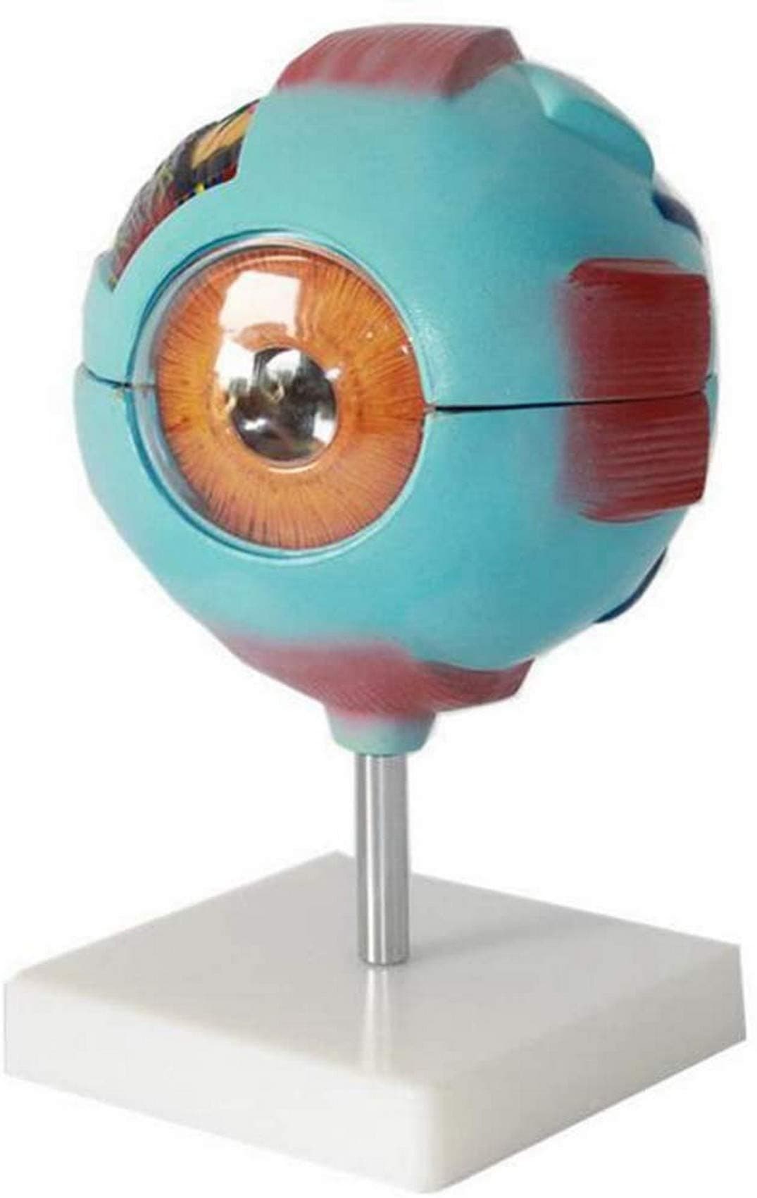 Eye Model 9 Parts,Eye Anatomy Model,Eye Anatomy Model 6X Enlarged,Shows Optic Nerves Anatomically Accurate Eye Model for Science Classroom,Study Eye Anatomy Model