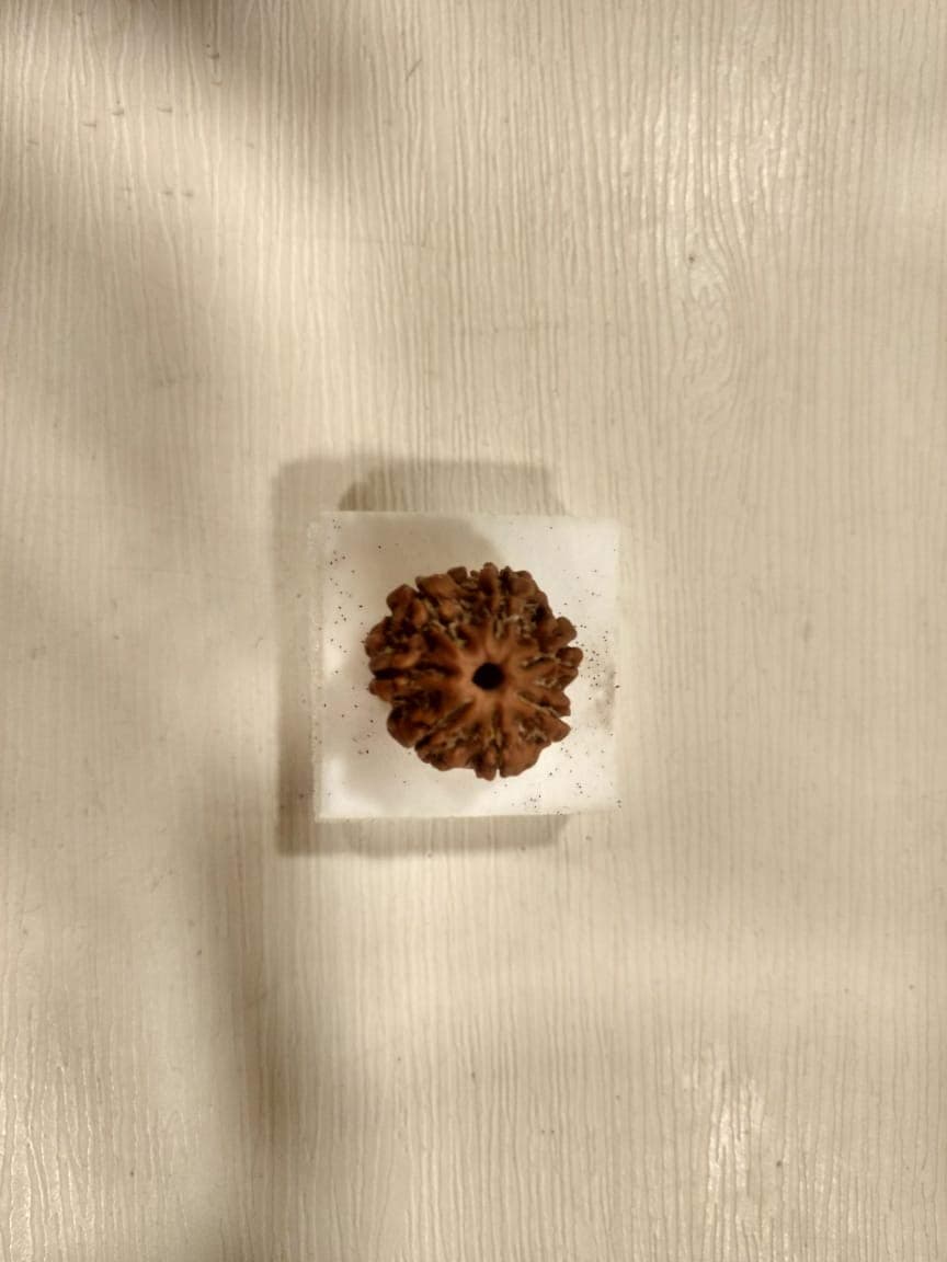 7 Face (Mukhi) Rudraksha (Origin: Nepal)