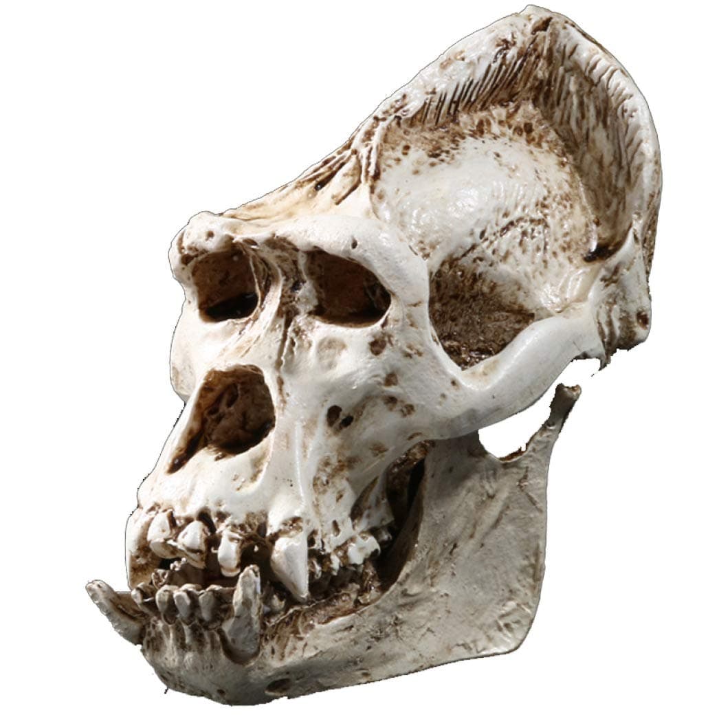 Gorilla Skull Statue Resin Craft Skeleton Sculptures Decoration Home Decor Ornament Medical Teaching