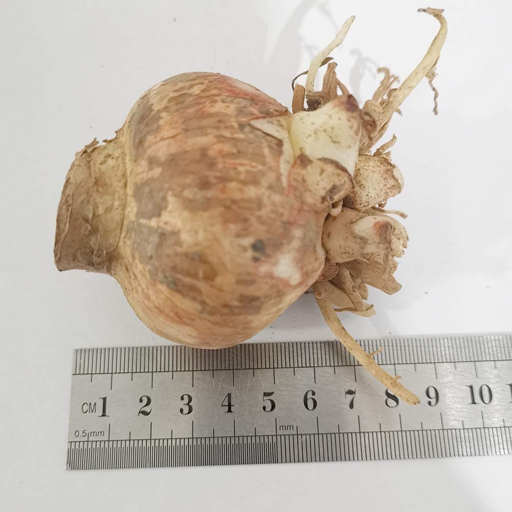 Potted Flowers Red Amaryllis Bulbs,Hippeastrum Bulbs (they are not Hippeastrum seeds) - 2 Bulbs