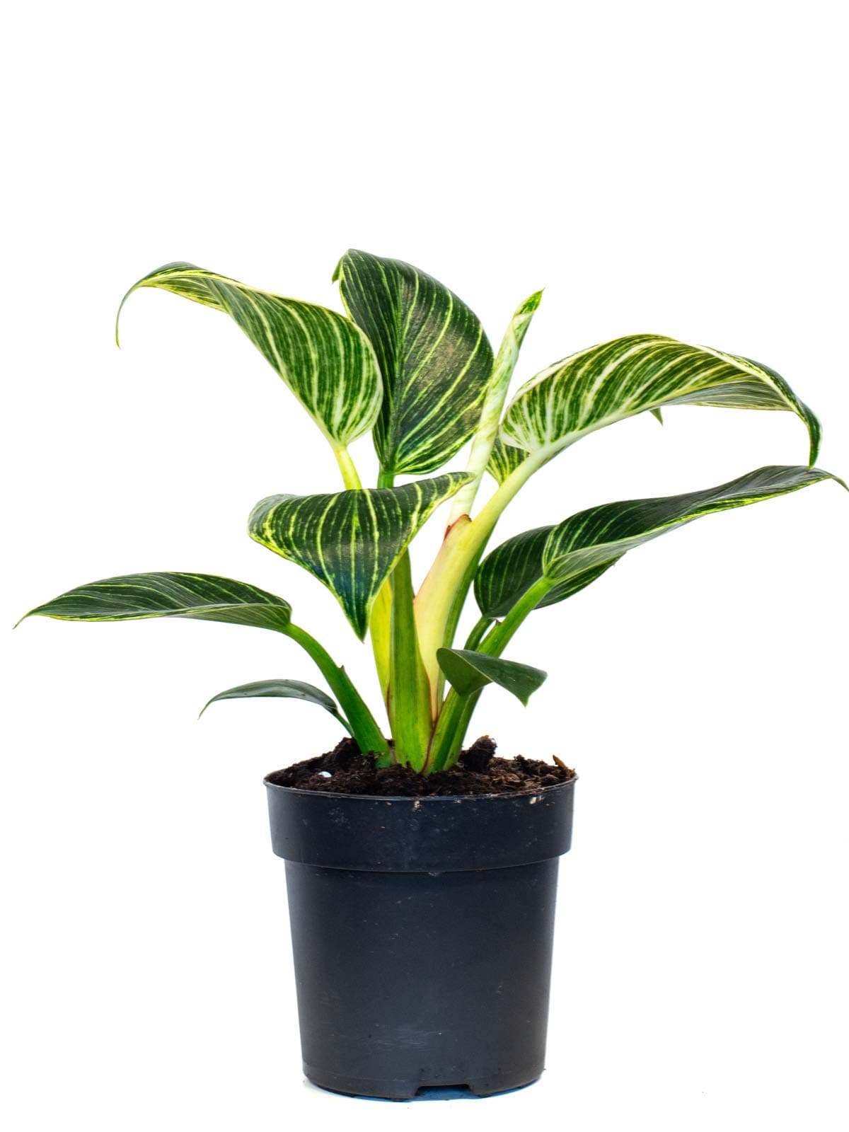 Philodendron Birkin