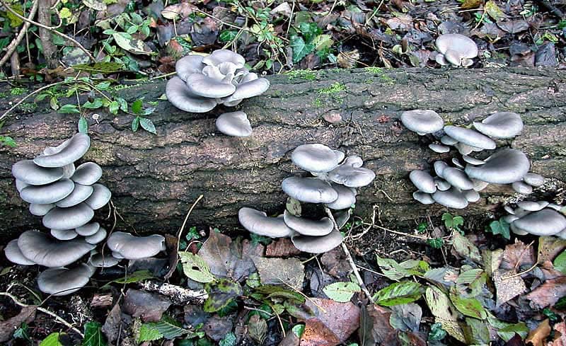 100 Blue Oyster Mushroom Plug Spawn to Grow Gourmet Mushrooms at Home or Commercially on Logs or Stumps