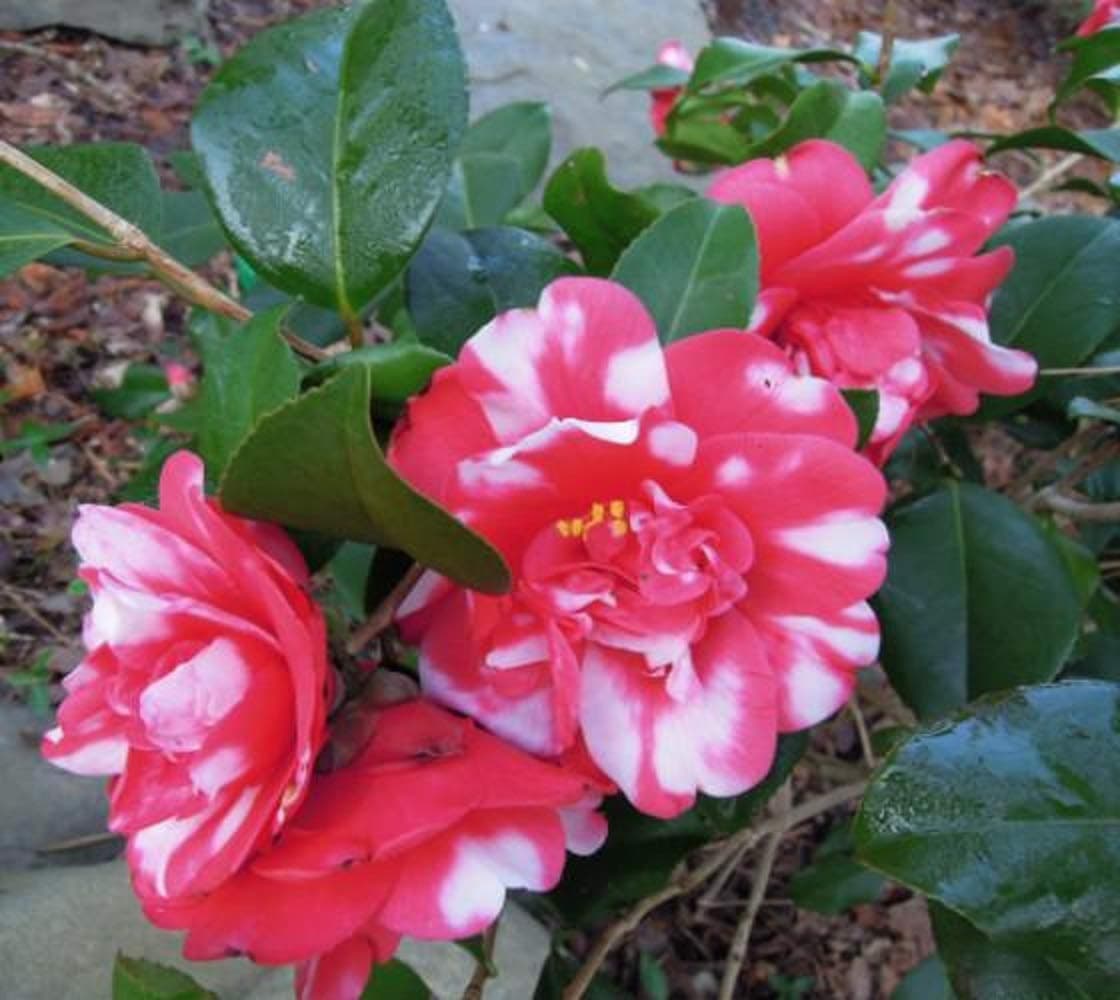 (1) - Governor Mouton Camellia Japonica - Starter Plant (4L) (1 Live Plant)