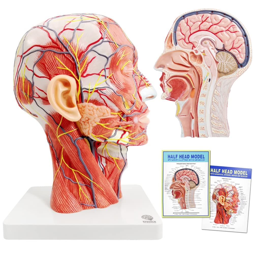 EVOTECH SCIENTIFIC Human Half Head Superficial Neurovascular Model with Musculature, Life Size Anatomical Head Skull and Brain Model for Medical Science Teaching Learning Education Display