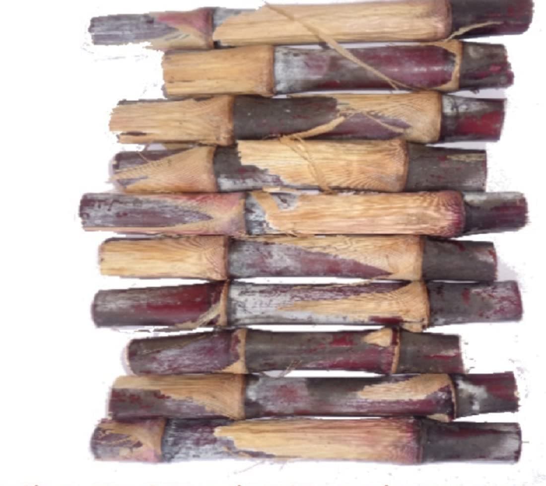 PURE AGROVET ENTERPRISES Australian Red Napier (Pennisetum vertigo) Multicut Green Fodder Grass slips for COW, GOAT, BUFFALO, SHEEP, RABBIT, PIG, POULTRY (Pack of 10 Slips - SAMPLE)