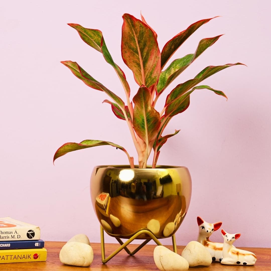 Modern Golden Glossy Metal Planter With Gold Finish Stand (Pot Dia: 5.9 Inch), For Indoor & Outdoor Plants, Home & Office Decor, Table Top (Golden Pot With Stand)