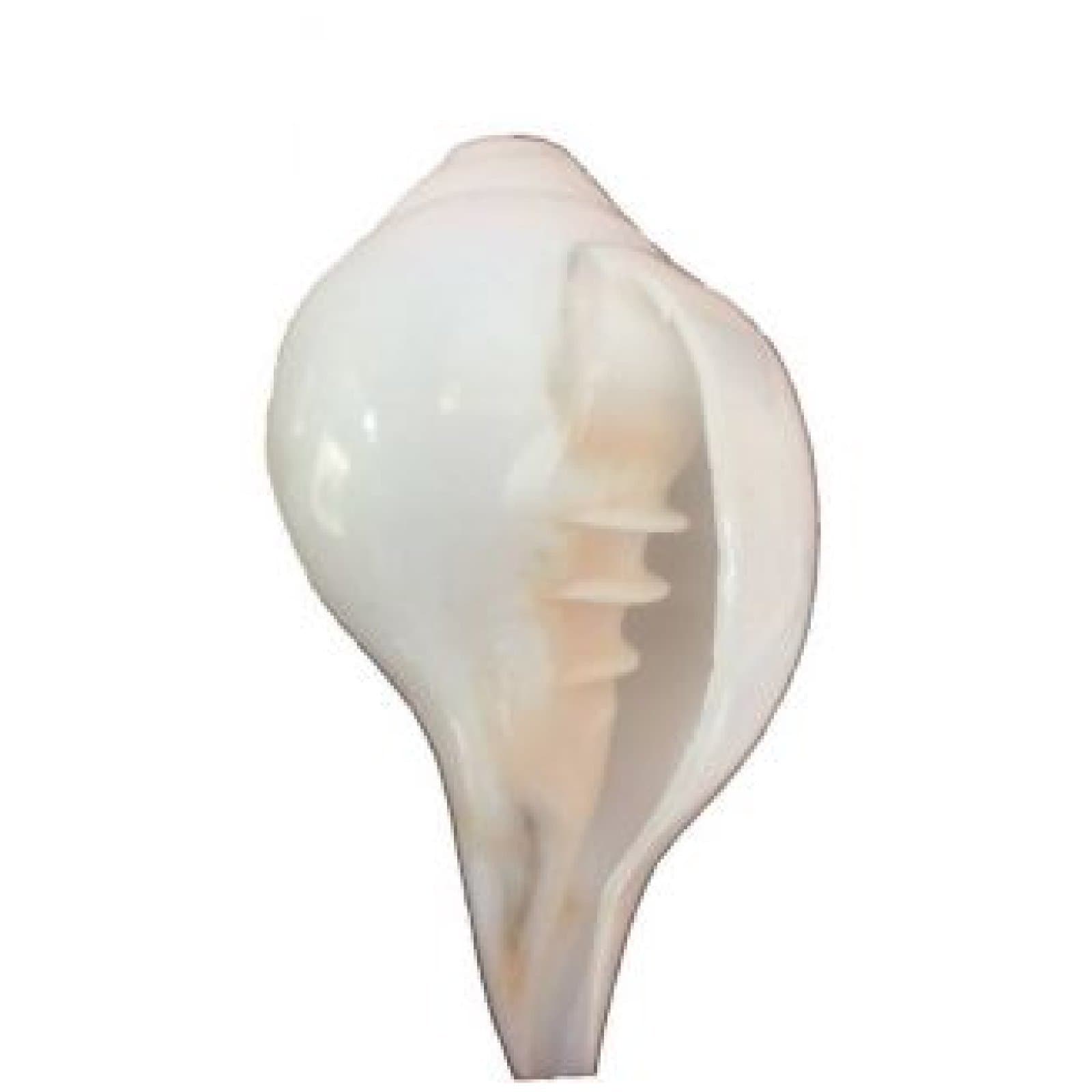 iTrends Original Shankh/Shell/Conch for Hindu Pooja, Hawan, Home Temple, Festival, 1 Pieces, 150gm