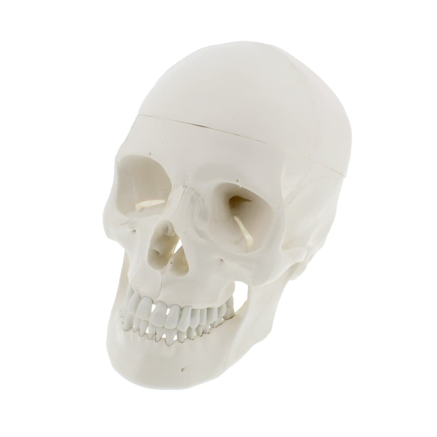 MonMed Medical Models Human Skull Anatomical Model – Life Sized Skull Replica with Removable Mandible and Skull Cap