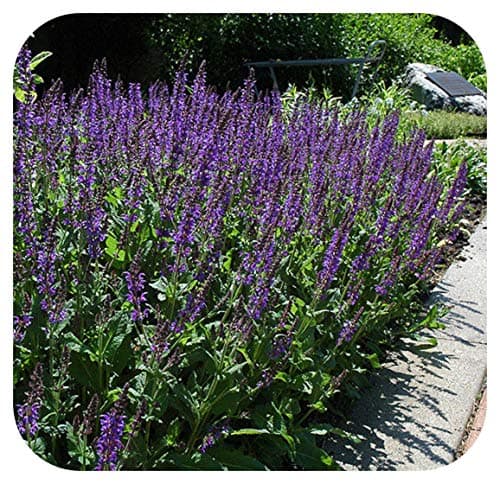 Catmint Nepeta faassenii 'Six Hills Giant' x 6 Plug Plants
