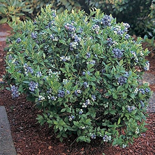 50 Dwarf Top Hat Blueberry Seeds - JDR Seeds