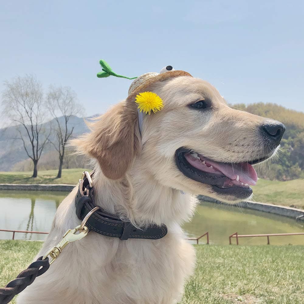 DAIHAQIKO Leather Dog Collar, Heavy Duty, Wide, for Medium & Large Dogs, Single Stitch - Black