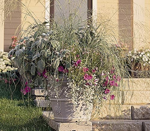 Outsidepride 500 Seeds Perennial Eragrostis Elliotii Blue Eros Ornamental Love Grass Seed for Planting