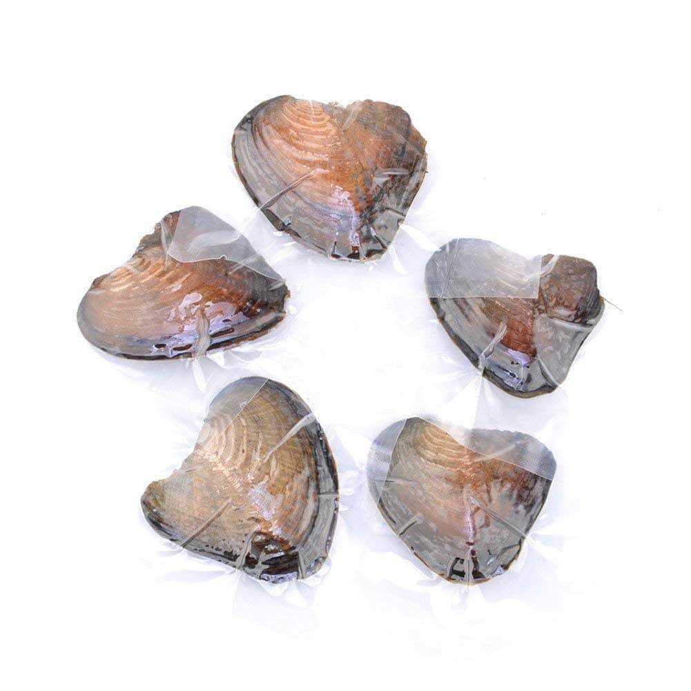 10 Pcs Akoya Oysters with Freshwater Cultured Oval Pearls Inside Wedding Birthday Gifts for Women (7.5-8mm)