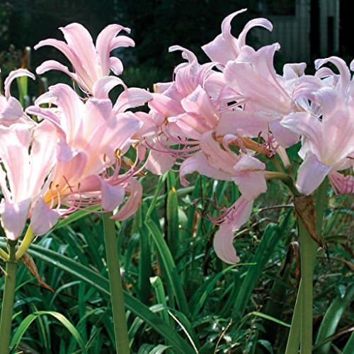 Van Zyverden Lycoris Squamigera Set of 6 Bulbs