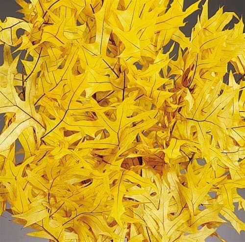 Preserved Yellow Oak Leaves, 1LB Decorative, Pressed, Dried Leaves