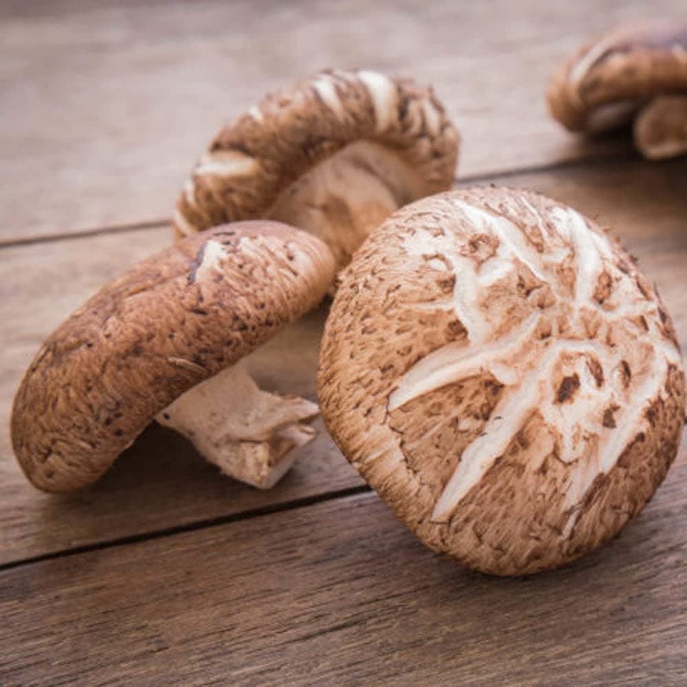 Shiitake Mushroom Grain Spawn - 1 lb. Ready to Use - Grow Your Own Gourmet or Medicinal Mushrooms at Home or Commercially - for G2G Transfer or Pasteurized Straw Inoculation