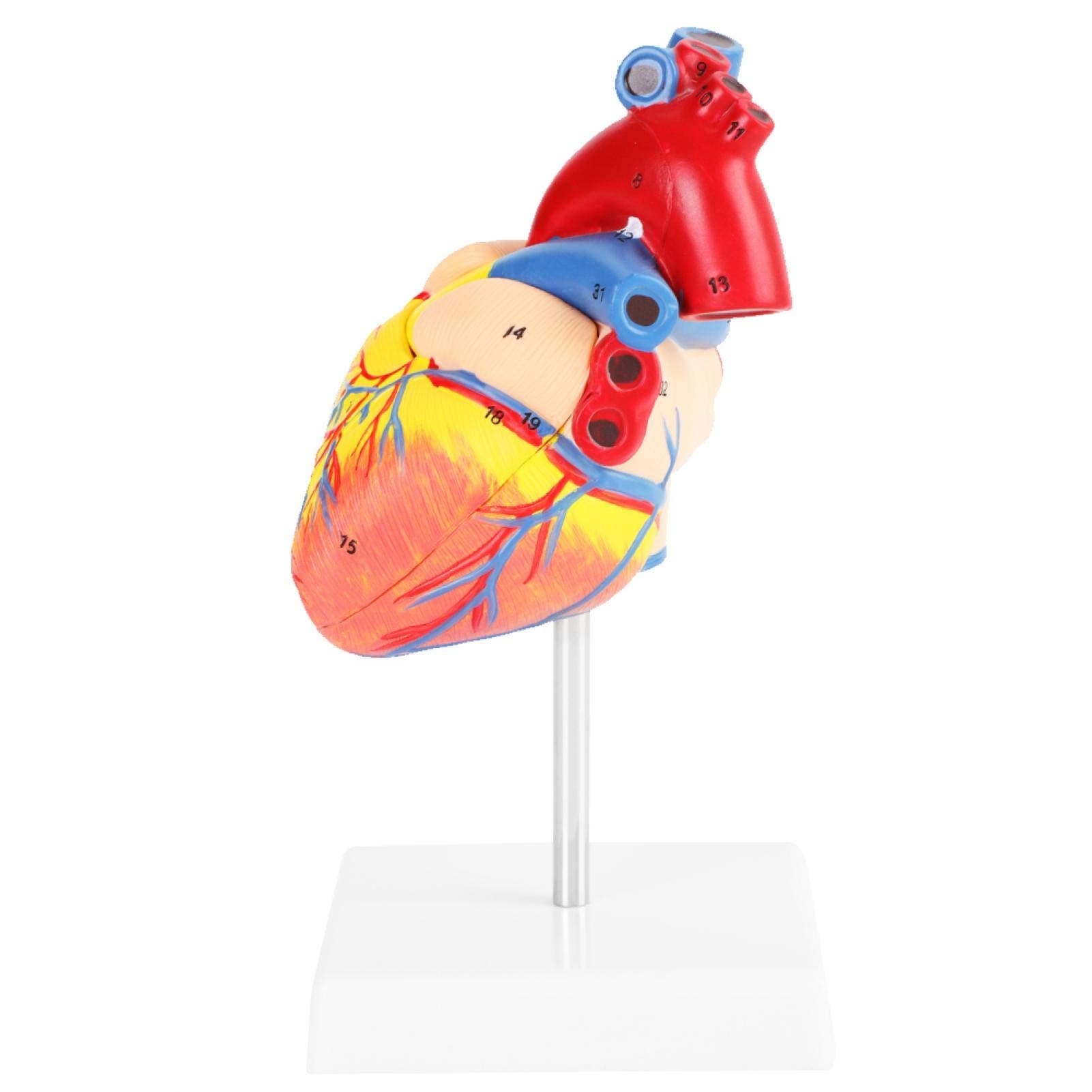 Anatomical Heart Model, 1:1 Life-Size Heart Model, 491G PVC Removable Life Size 2 Parts Learning School for Education Anatomical Study