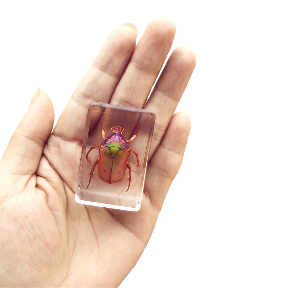 QTMY Biology Science World Collection of Real Insect Specimen Paperweight (Brown Cockchafer Beetle)