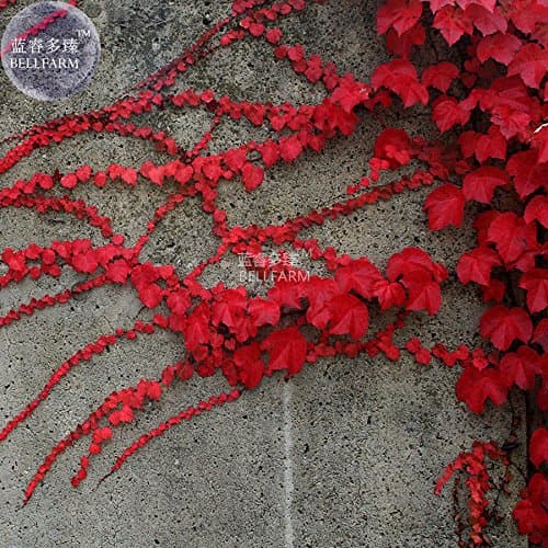 New Heirloom Imported Red Ivy Climbing Plant Seeds, Professional Pack, 10+ Seeds