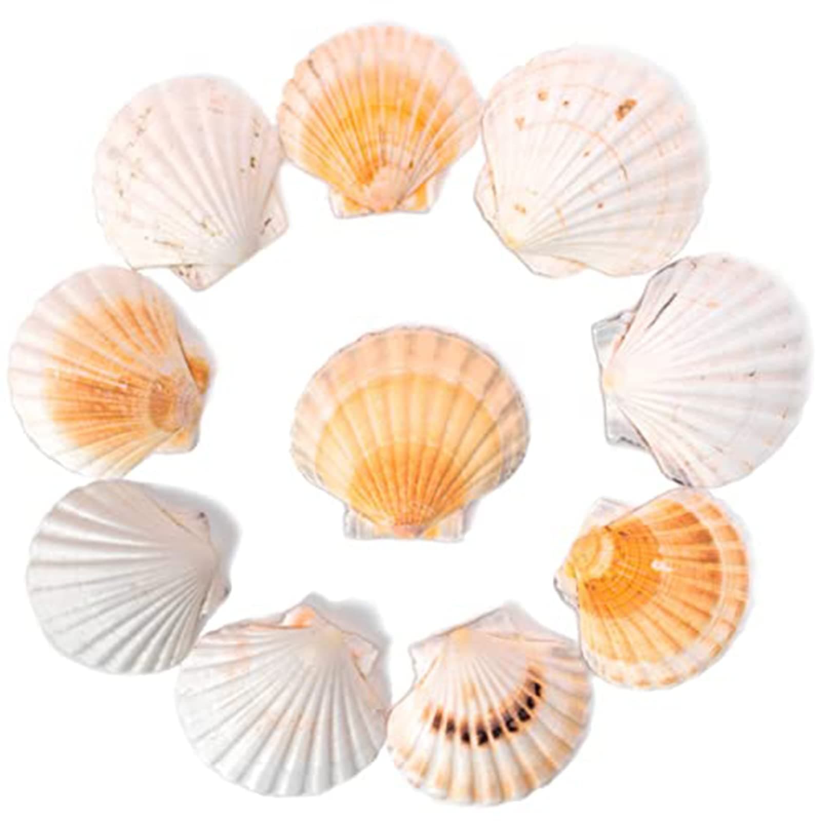Jaffiust Scallop Shells for Serving Food, 10PCS Baking Shells Large Natural Seashell from Sea Beach for DIY Craft Mermaid Beach Wedding Home Decoration (10-Pack, Large)
