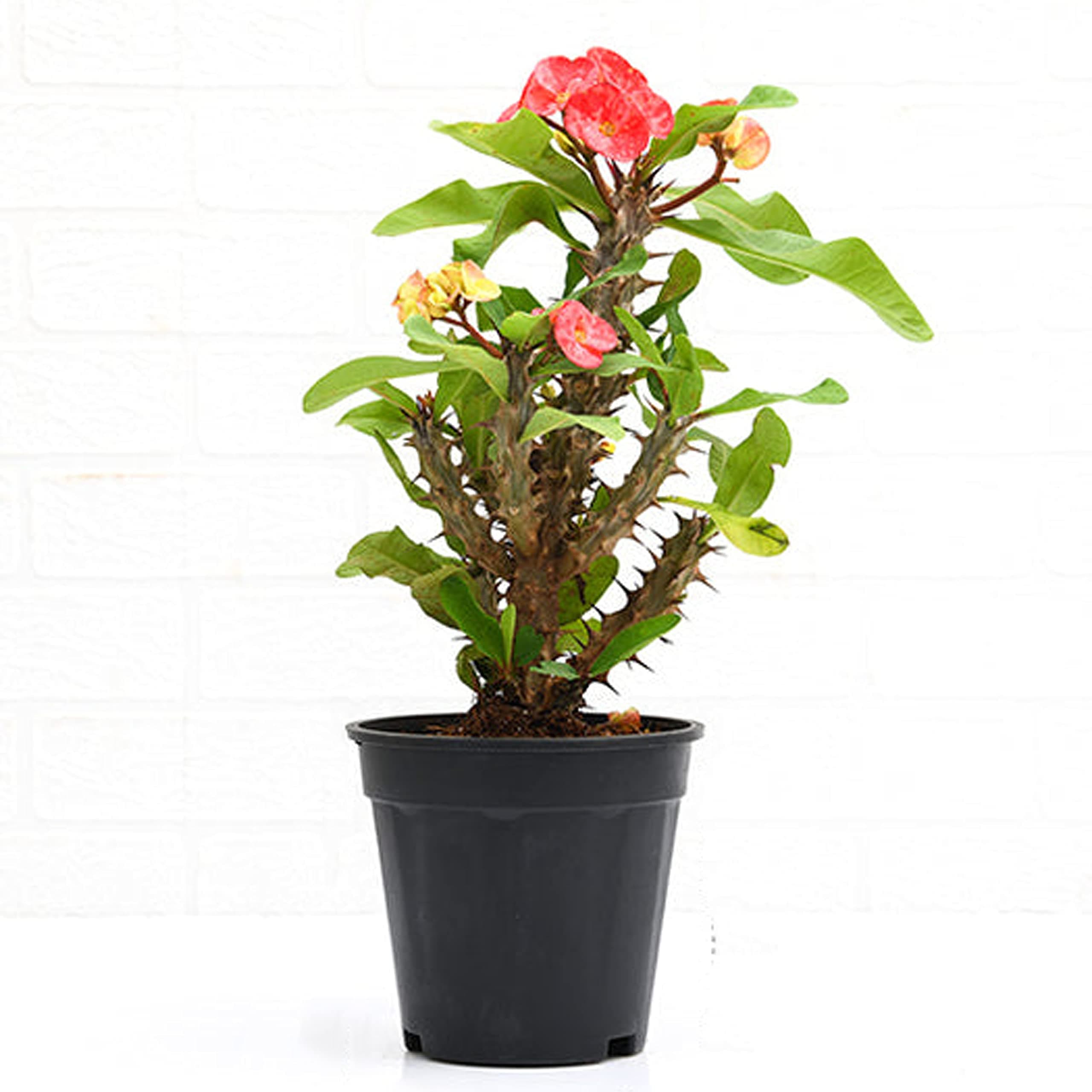 go4plants Euphorbia Milii Crown of Thorns Christ Thorn plant with pot