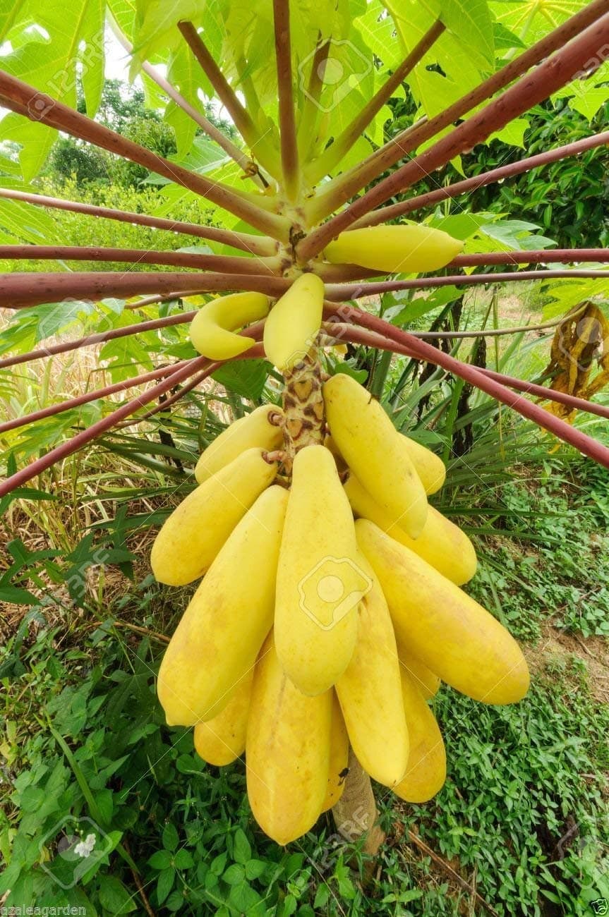 Rare Dwarf Sweet Yellow Papaya Seeds -50 seeds