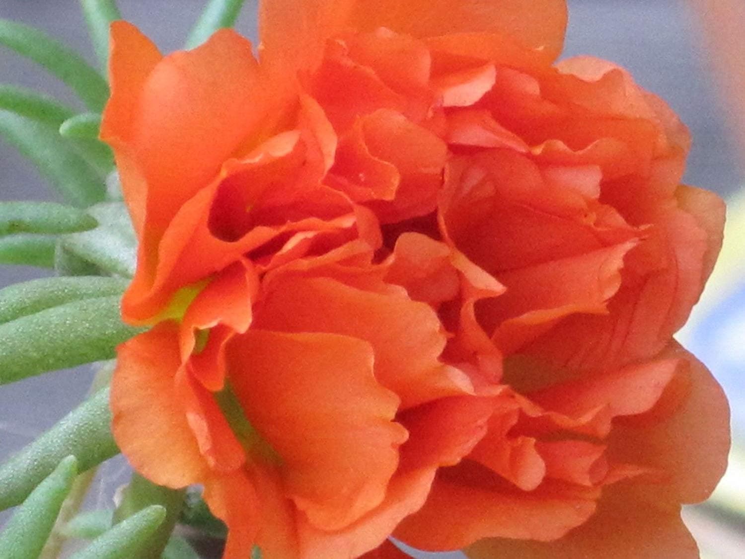 Portulaca Moss Rose~Orange ~ 200 Seeds Great in Container, Easily Grown