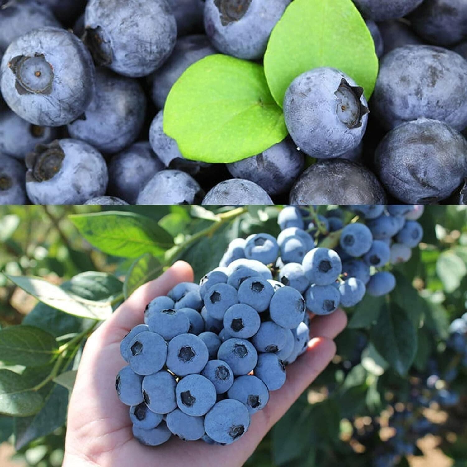Carbeth Plants - Blueberry Bush 'Titanium' Plant in 1.5L Pot - Produces Delicious Large Berries