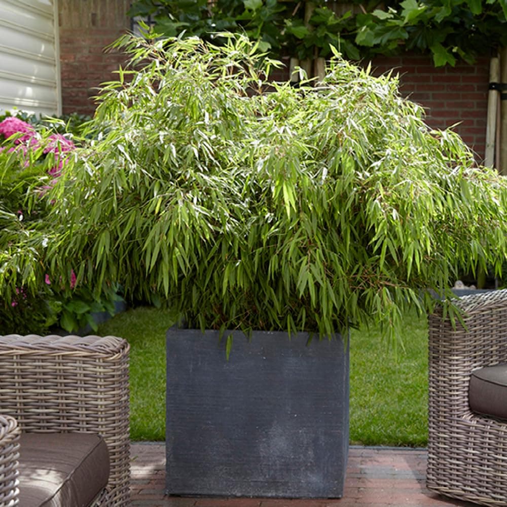 YouGarden Fargesia rufa 'Fountain' Bam, 1m Tall Plant in a 5L Pot, Evergreen Clump-Forming Bamboo Plant for Outdoors, Pots and Patios, Growing to Max Height of 3m, Perfect for Containers