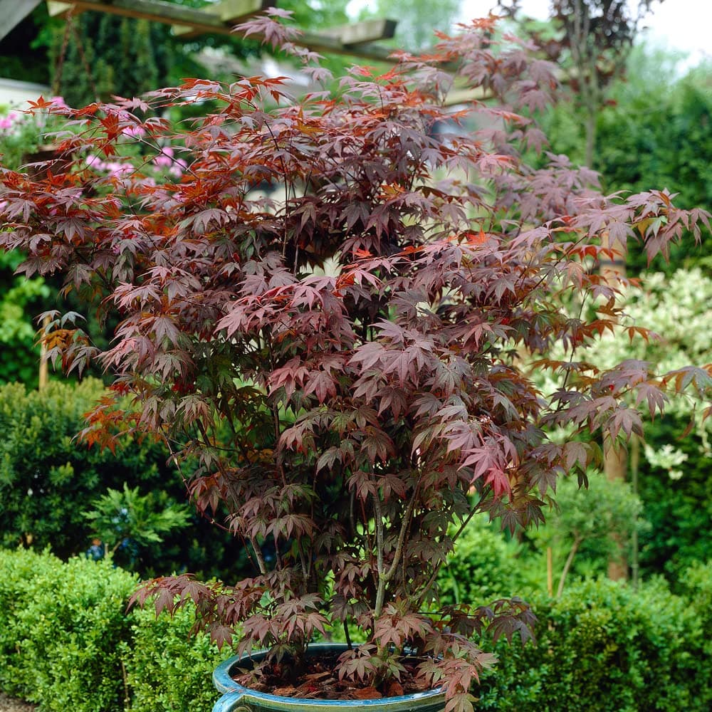 Japanese Maple Acer palmatum 'Atropurpureum' in a 3L Pot 50cm Tall