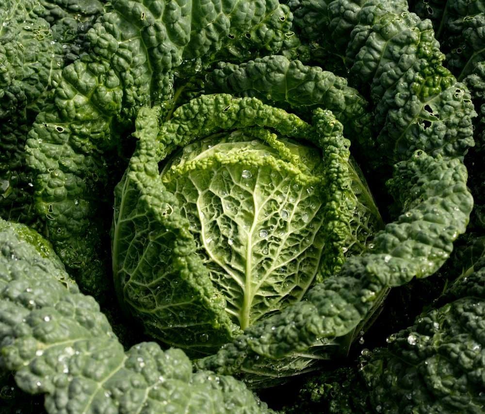 Savoy Cabbage seeds Ottava Heirloom Vegetable Seeds