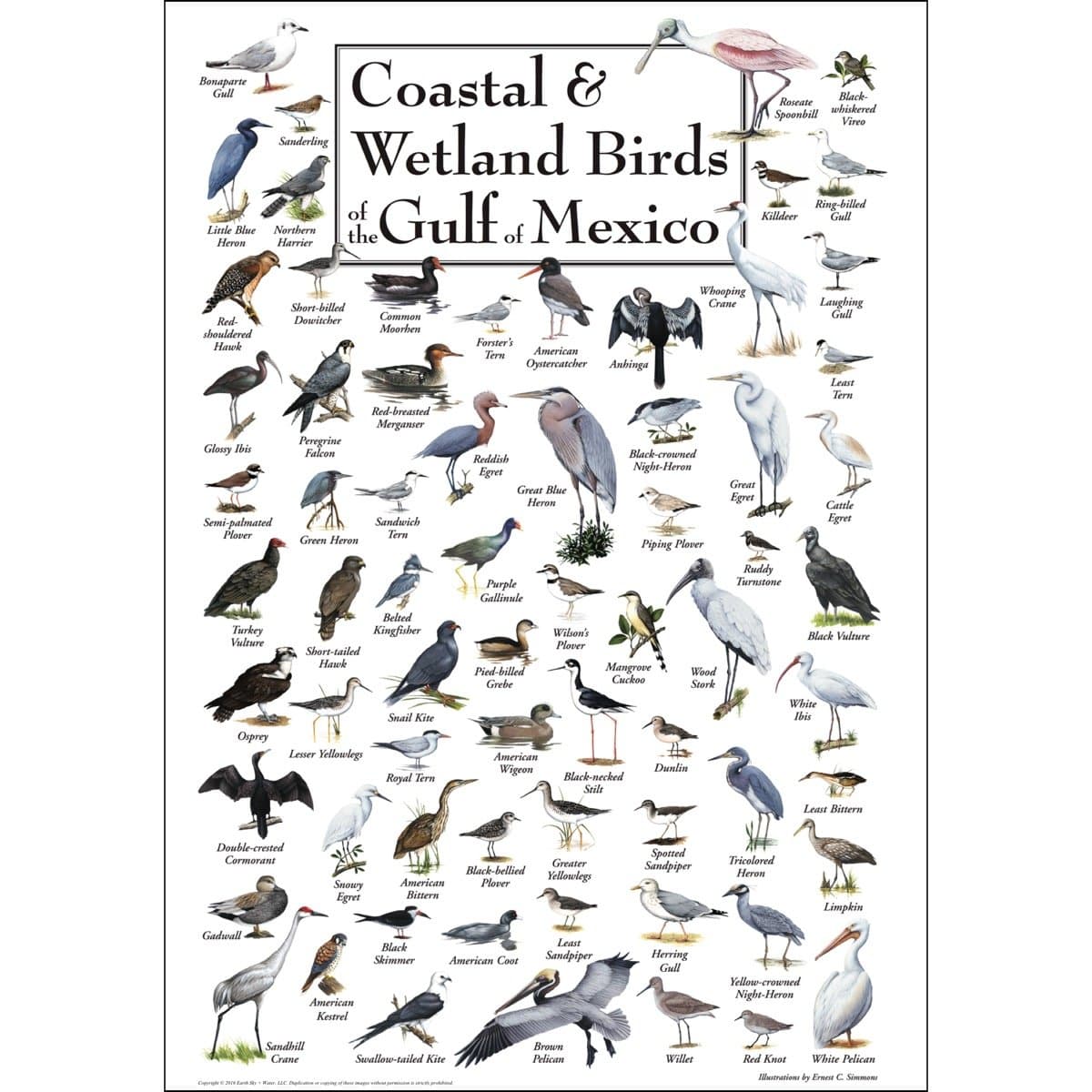 Earth Sky + Water - Coastal & Wetland Birds of the Gulf of Mexico - Posters