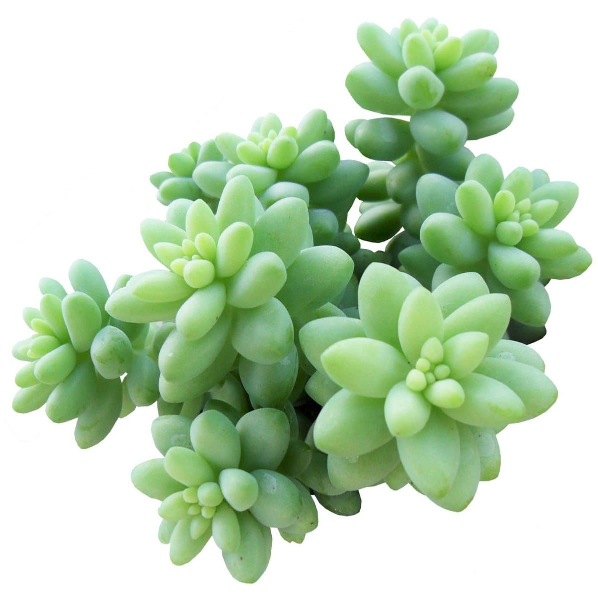 Succulents Box Sedum Burrito Donkey's Tail Succulent (2 inch)